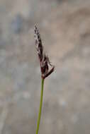 Image of Carex vanheurckii Müll. Arg.