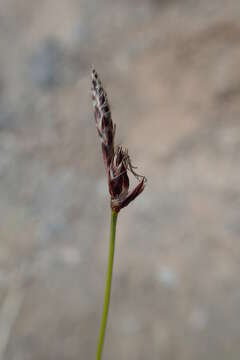 Carex vanheurckii Müll. Arg. resmi