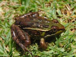 Image of Lithobates spectabilis (Hillis & Frost 1985)