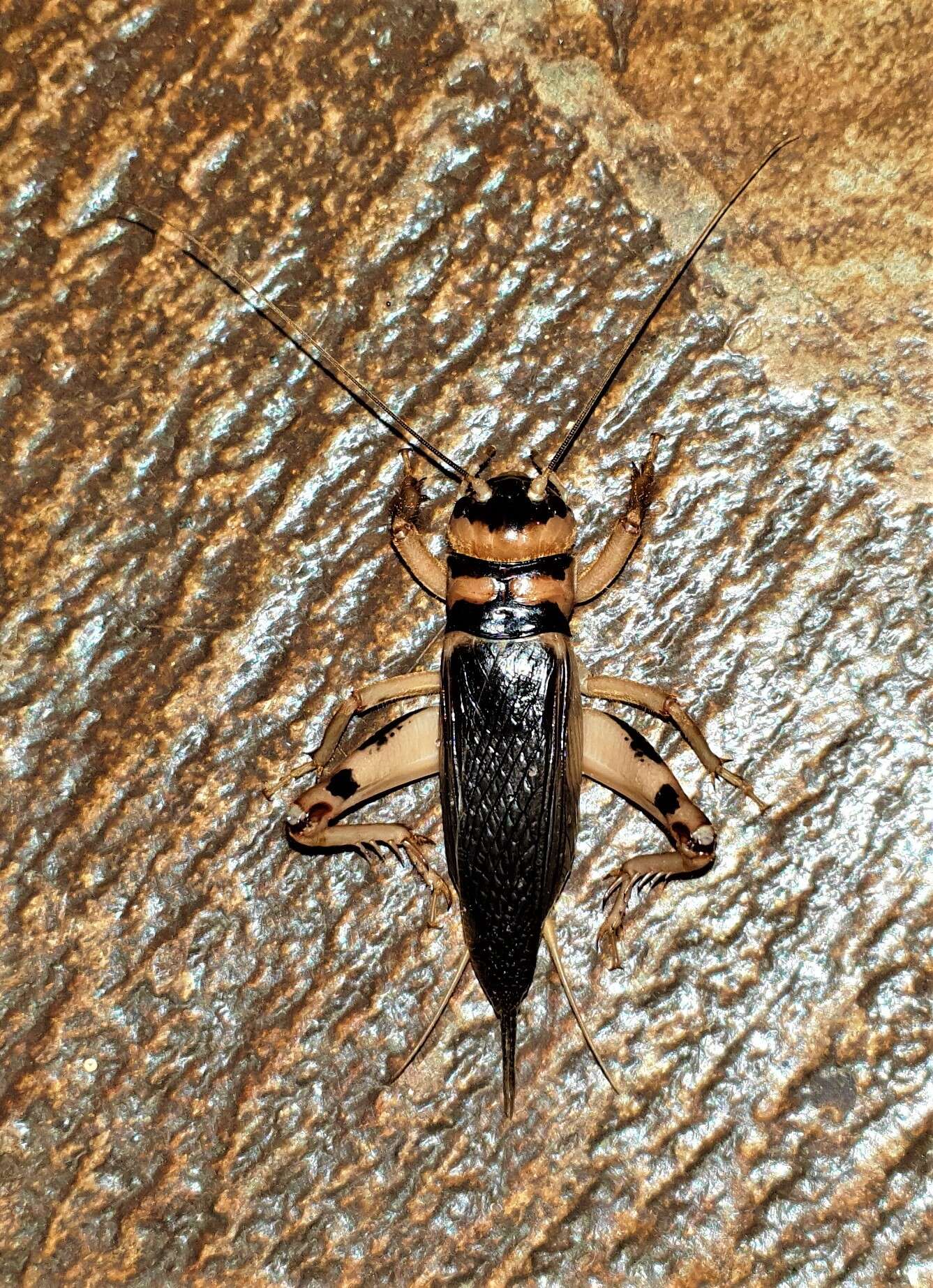 Image of Brachytrupes membranaceus (Drury 1770)