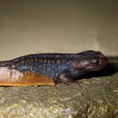 Image of Chiang Mai Crocodile Newt