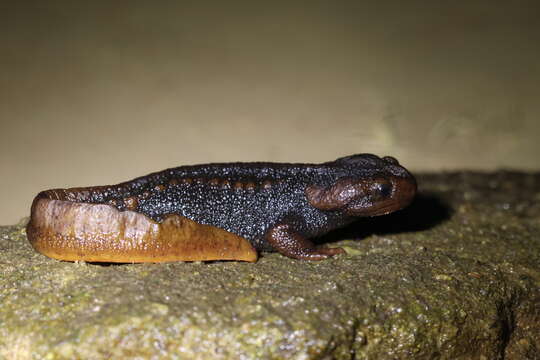 Image of Chiang Mai Crocodile Newt