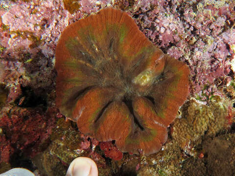 Image of Large single polyp coral