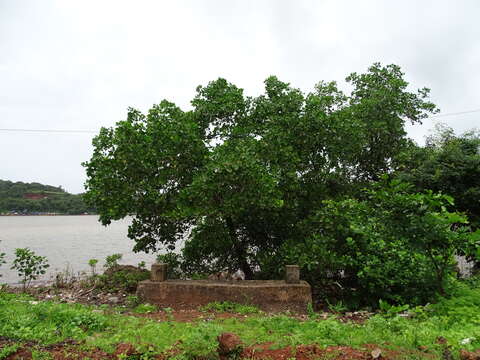 Image of Mangrove apple