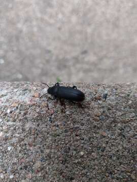 Image of Dark Mealworm