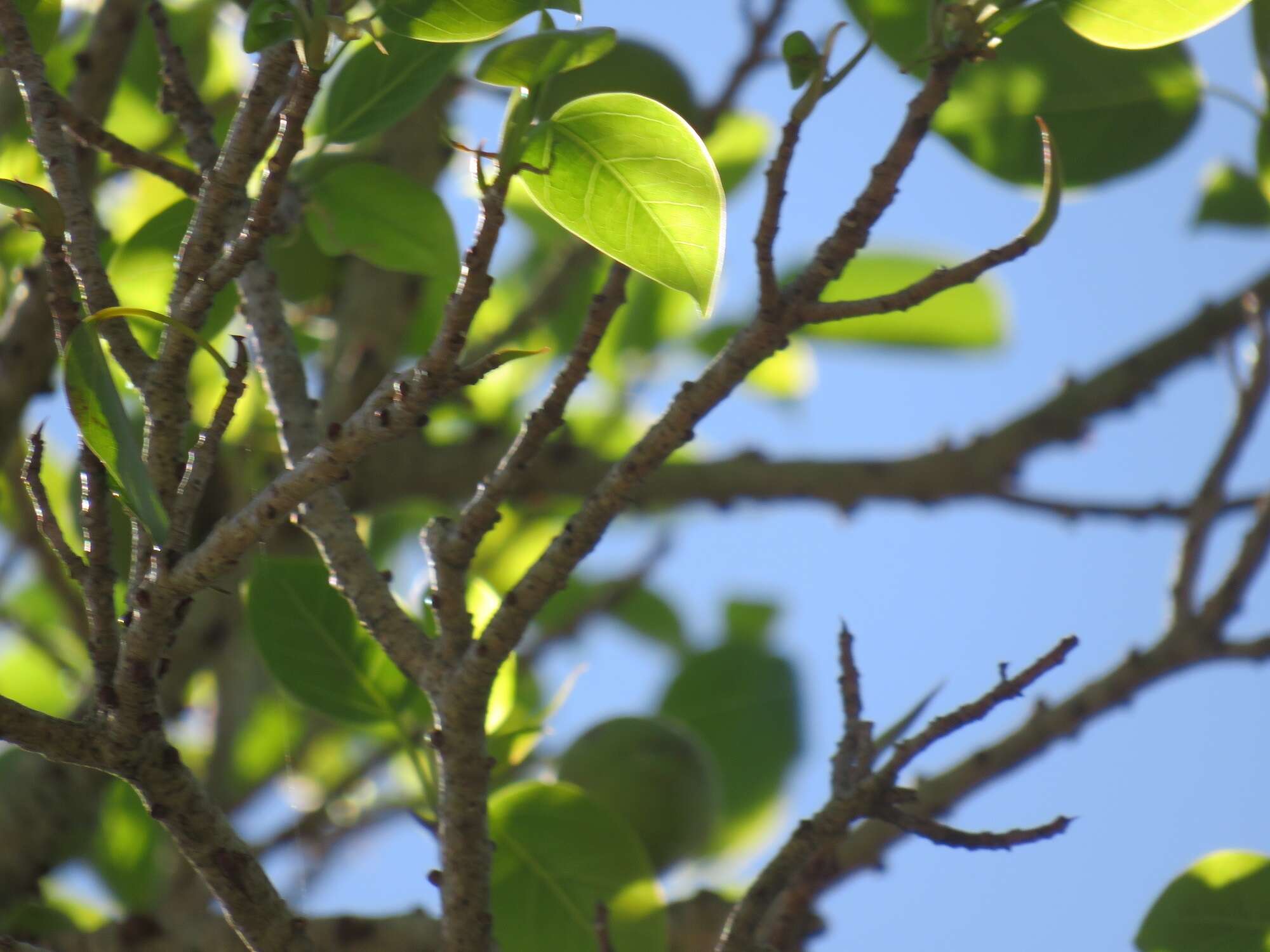 Ficus polita subsp. polita的圖片