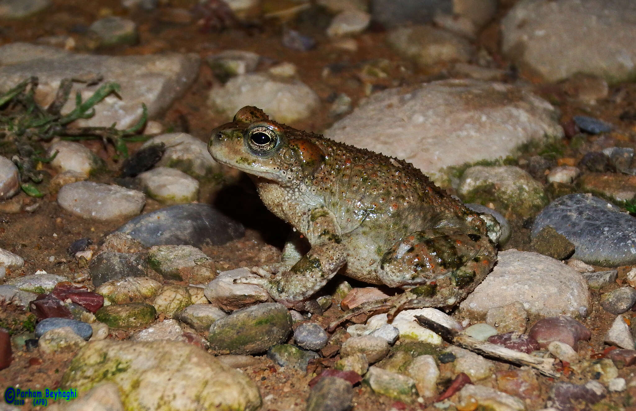 Image of Lorestan Toad