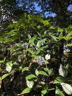 Image of Rhododendron mariesii Hemsl. & E. H. Wilson