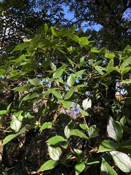 Imagem de Rhododendron mariesii Hemsl. & E. H. Wilson