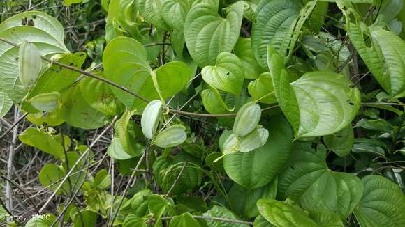 Image of Dioscorea buckleyana Wilkin