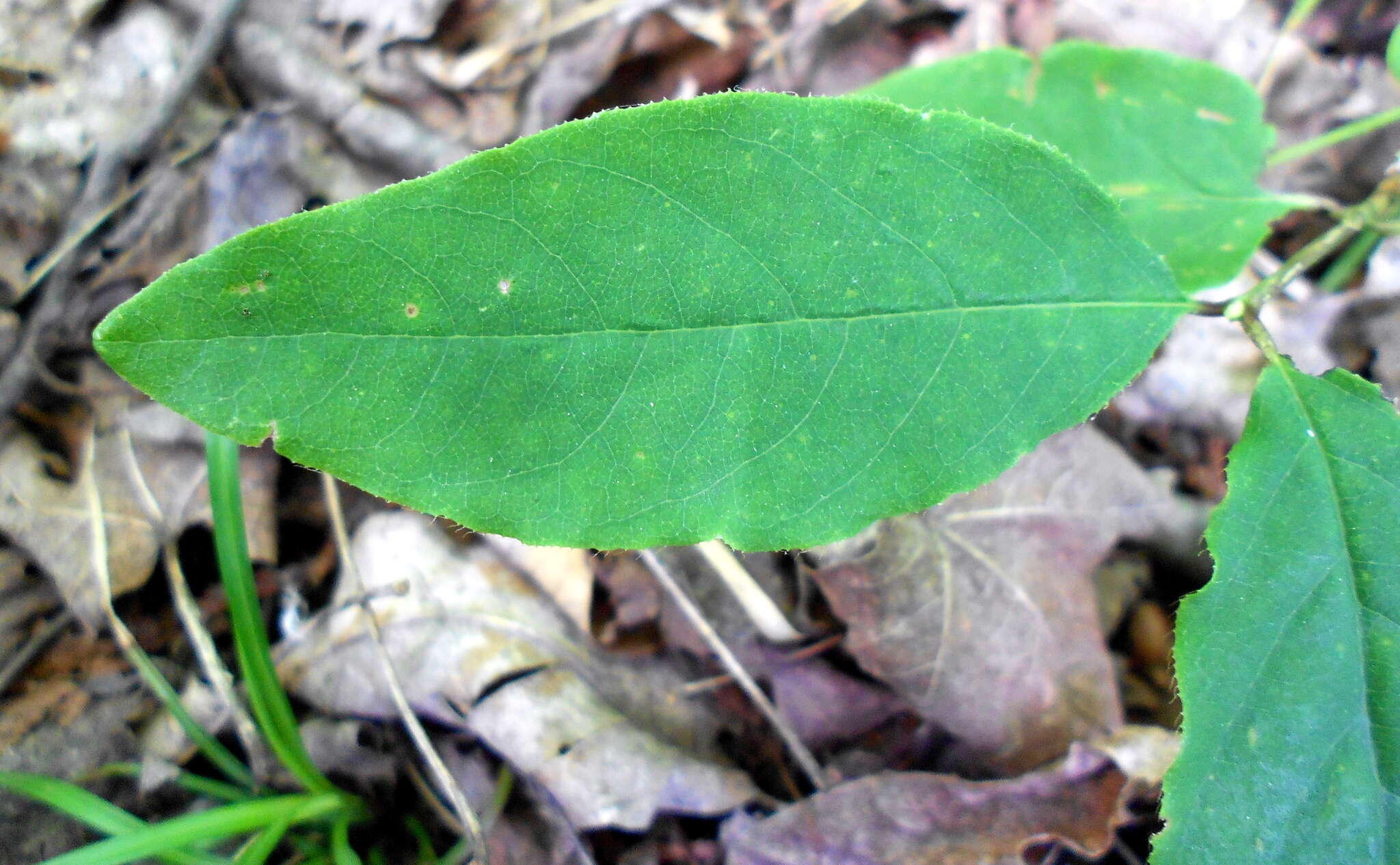 Image de Lonicera canadensis Bartr. ex Marsh.