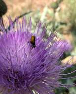 Osmia texana Cresson 1872的图像