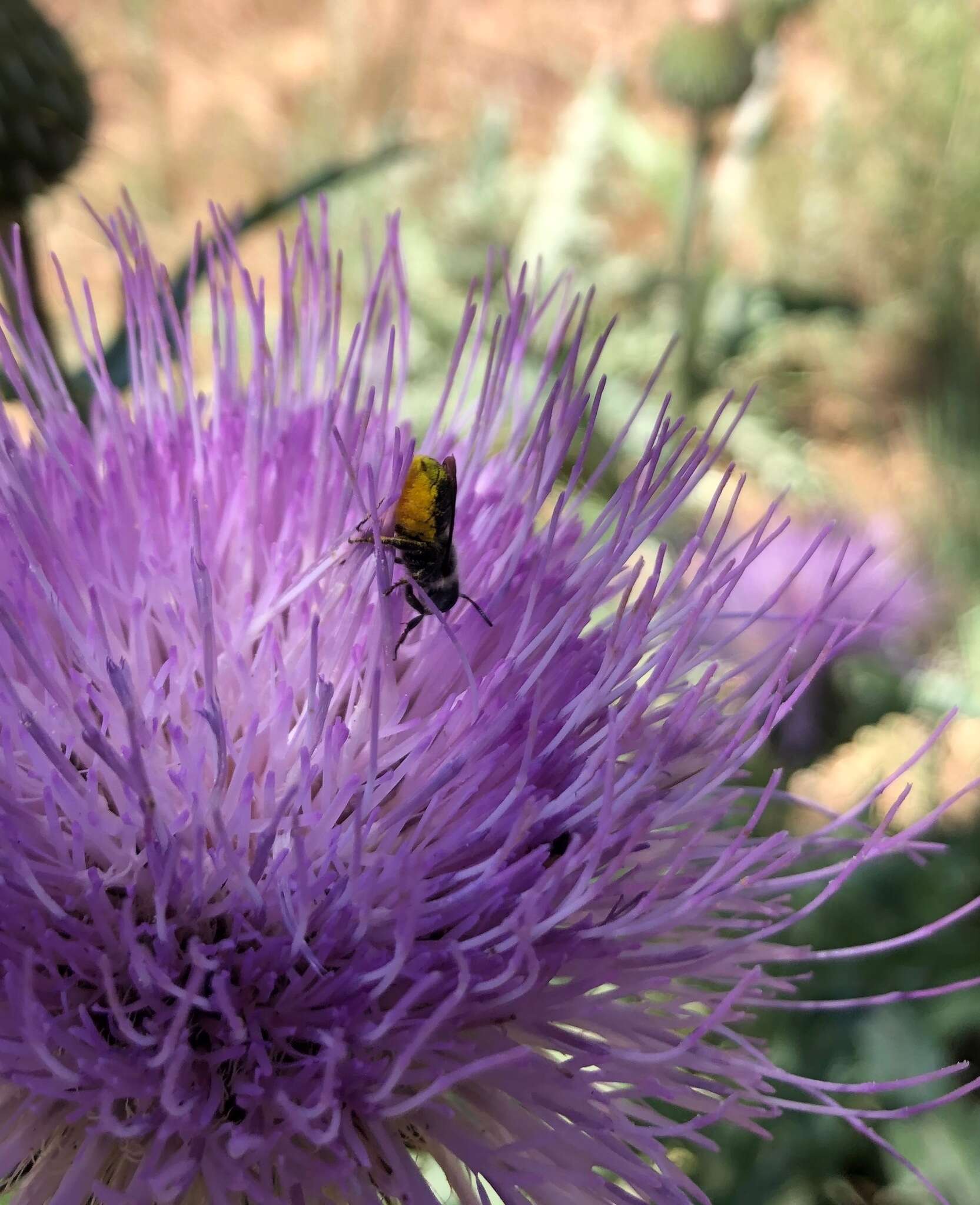 Osmia texana Cresson 1872的图像
