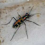 Image of Cicindela (Cosmodela) duponti Dejean 1826