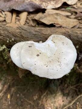 Image of Amanita marmorata Cleland & E.-J. Gilbert 1941