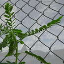 Image of gulf leaf-flower