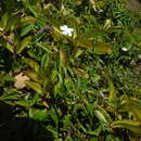 Image of Cameraria latifolia L.