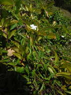 Image of Cameraria latifolia L.