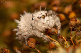 Image of Sheepy Jumping Spider