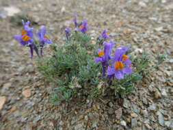 Image of Linaria alpina subsp. alpina