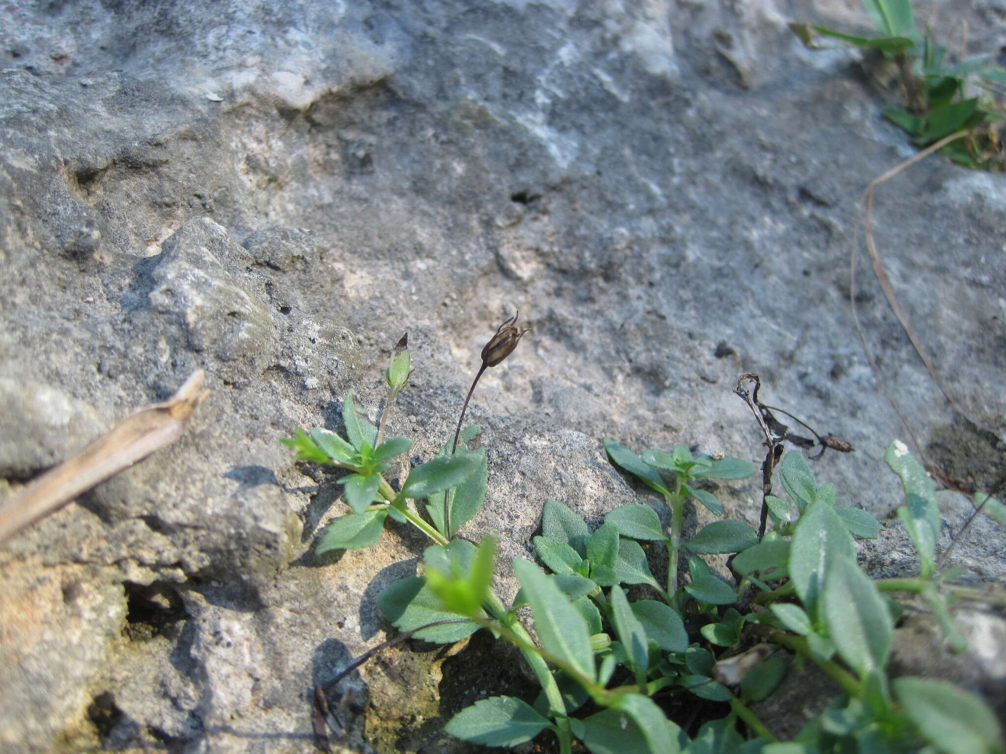 Mecardonia procumbens (Mill.) Small resmi