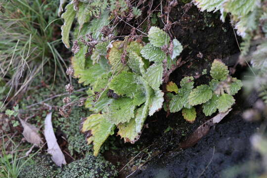 Image of Boea hygroscopica F. Muell.