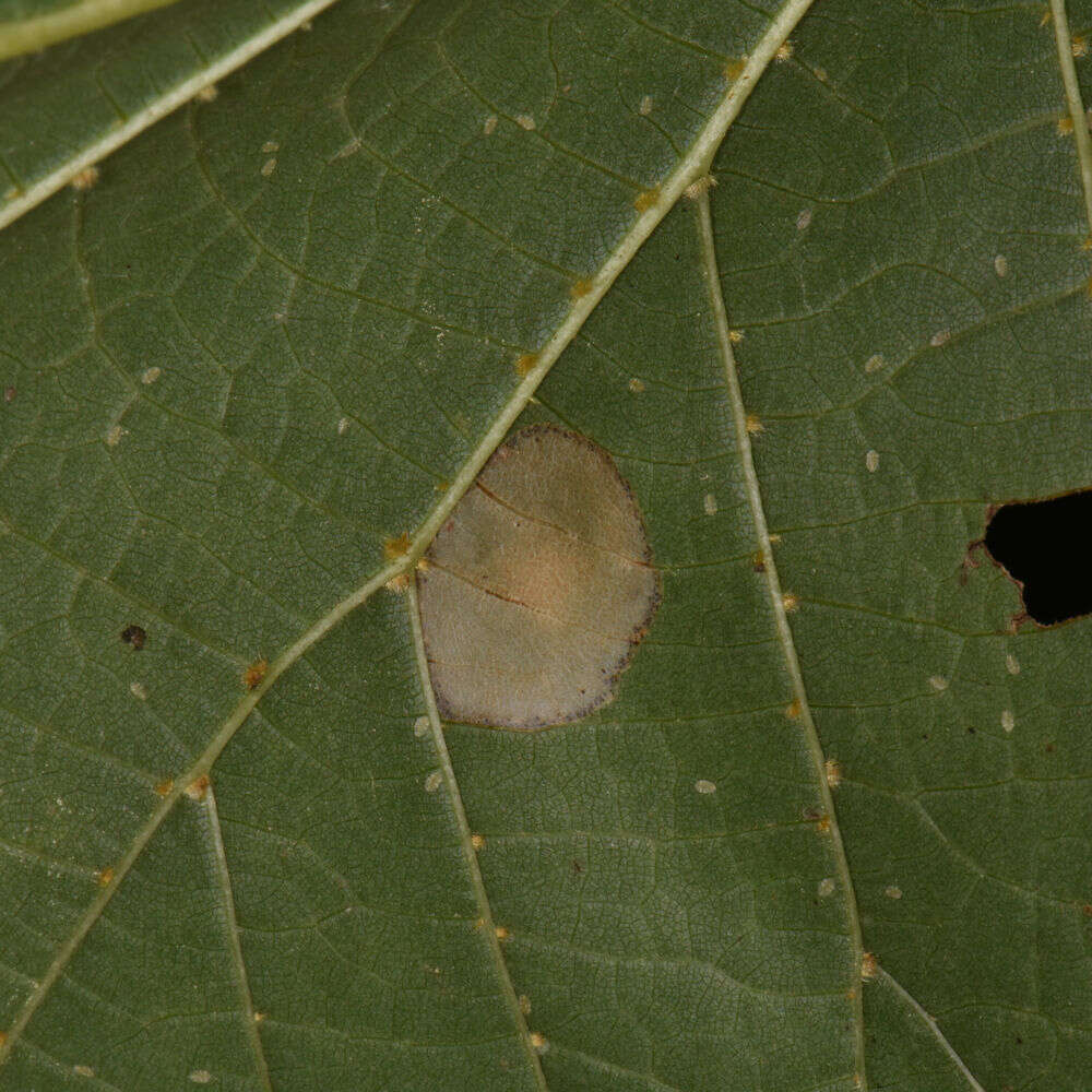 Phyllonorycter lucetiella (Clemens 1859)的圖片