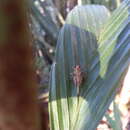 Image of Andriana pyramidata Rehn & J. A. G. 1929