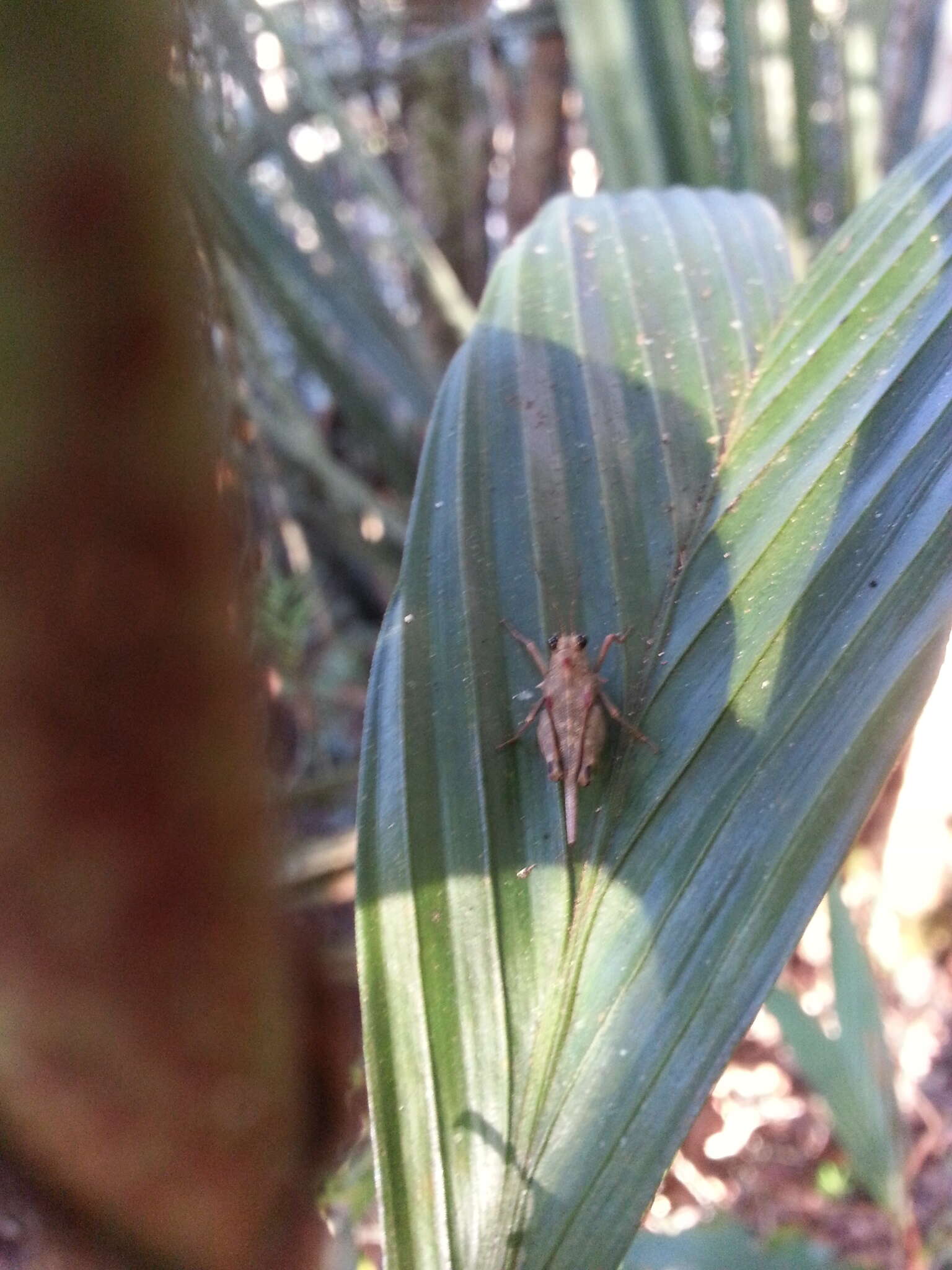 Image of Andriana pyramidata Rehn & J. A. G. 1929