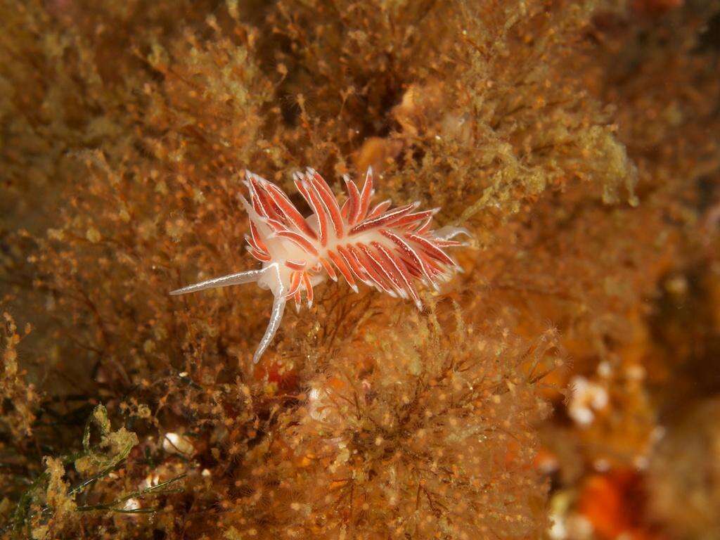 Image of Fjordia capensis (Thiele 1925)