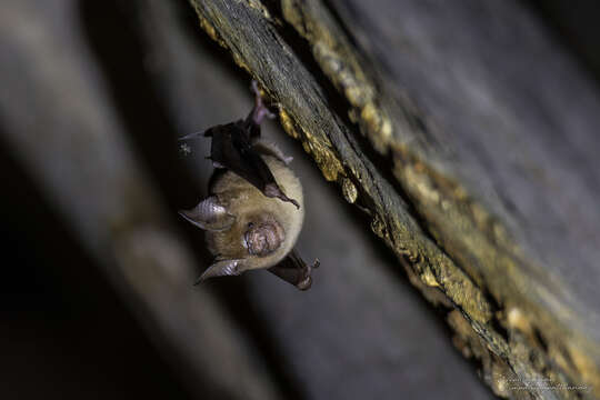 Слика од Hipposideros larvatus (Horsfield 1823)