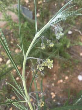 Sivun Gomphocarpus tomentosus Burch. kuva