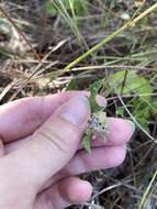 Image of small-leaf squarestem