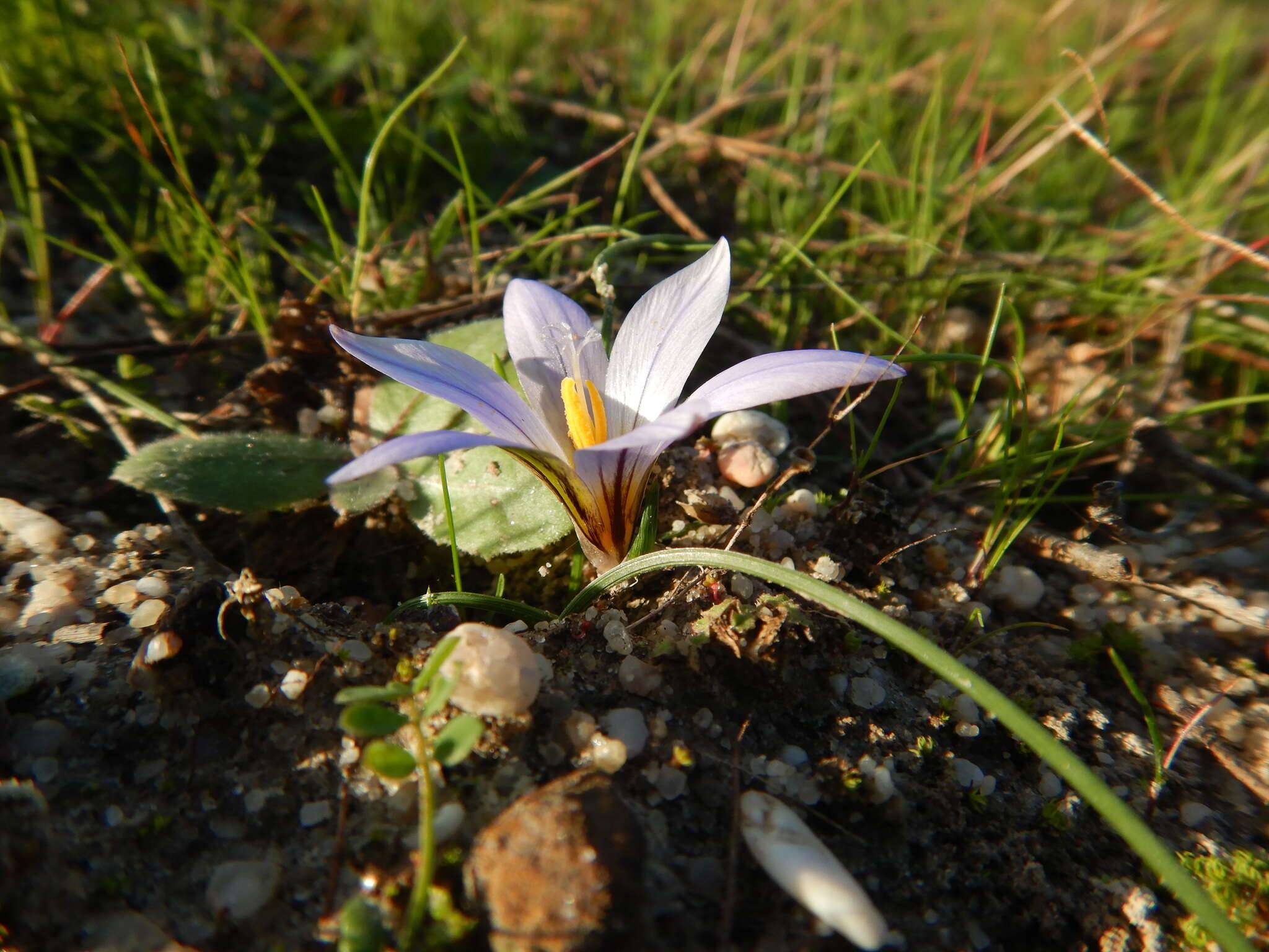 Image of crocus-leaved ROMULEA