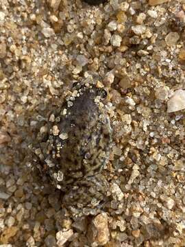 Image of Marbled Snout-burrower