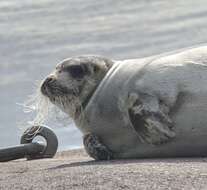 Image of bearded seal