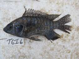 Image de Oreochromis leucostictus (Trewavas 1933)