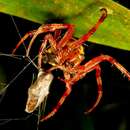 Image of Araneus venatrix (C. L. Koch 1838)