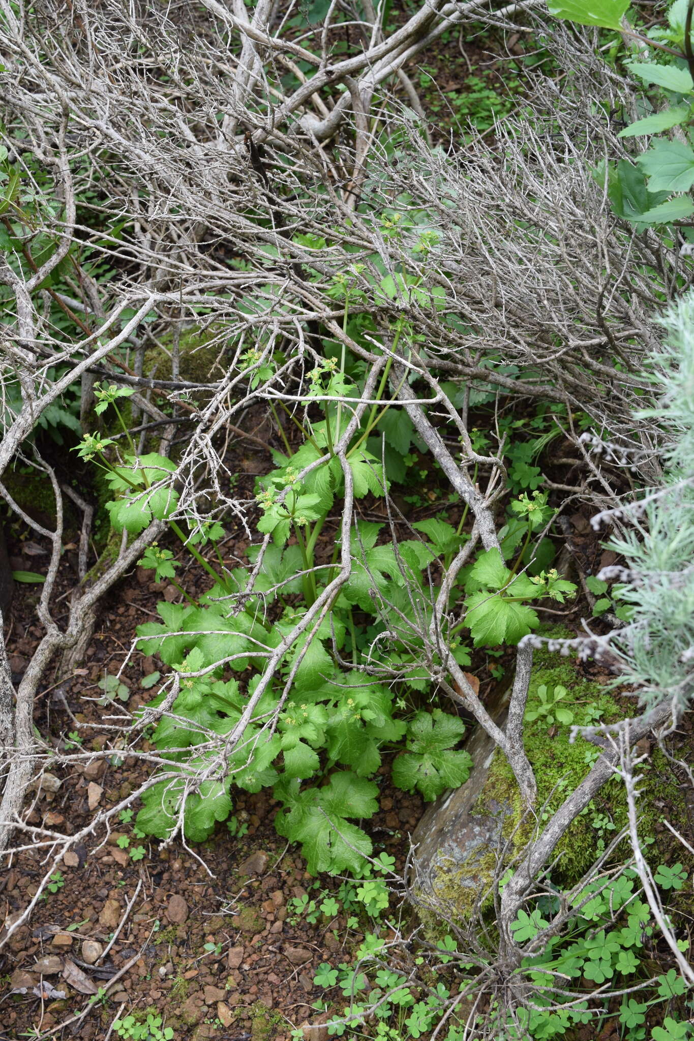 Image of Pacific blacksnakeroot