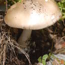 Image of Amanita dryophila Consiglio & Contu 1999