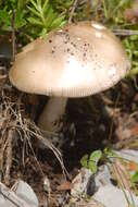 Image of Amanita dryophila Consiglio & Contu 1999