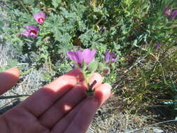 Image of Keck's checkerbloom