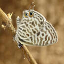 Image of <i>Leptotes <i>pirithous</i></i> pirithous