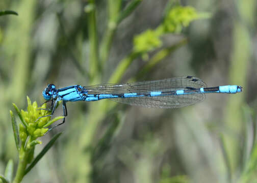 Image of Alkali Bluet