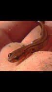 Image of Southern Two-lined Salamander