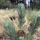 Image of Athanasia crithmifolia subsp. crithmifolia