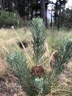 Image of Athanasia crithmifolia subsp. crithmifolia