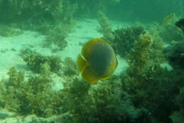 Image of Golden Butterflyfish