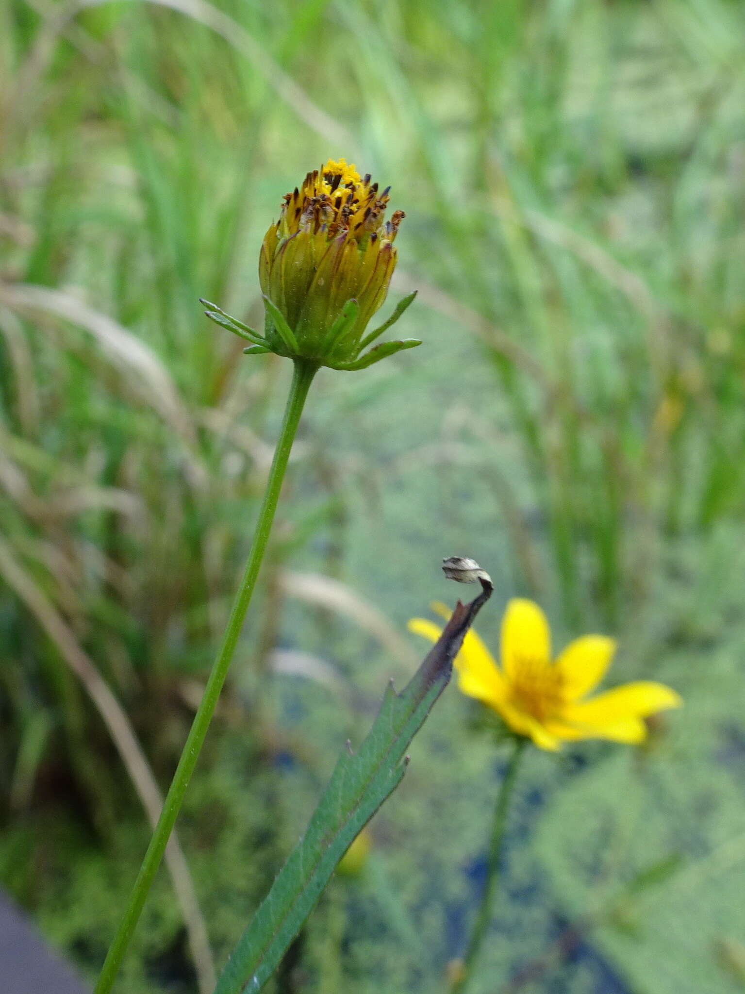 Image of Crowned Beggarticks