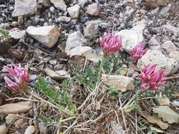 Image of Astragalus incanus subsp. incanus